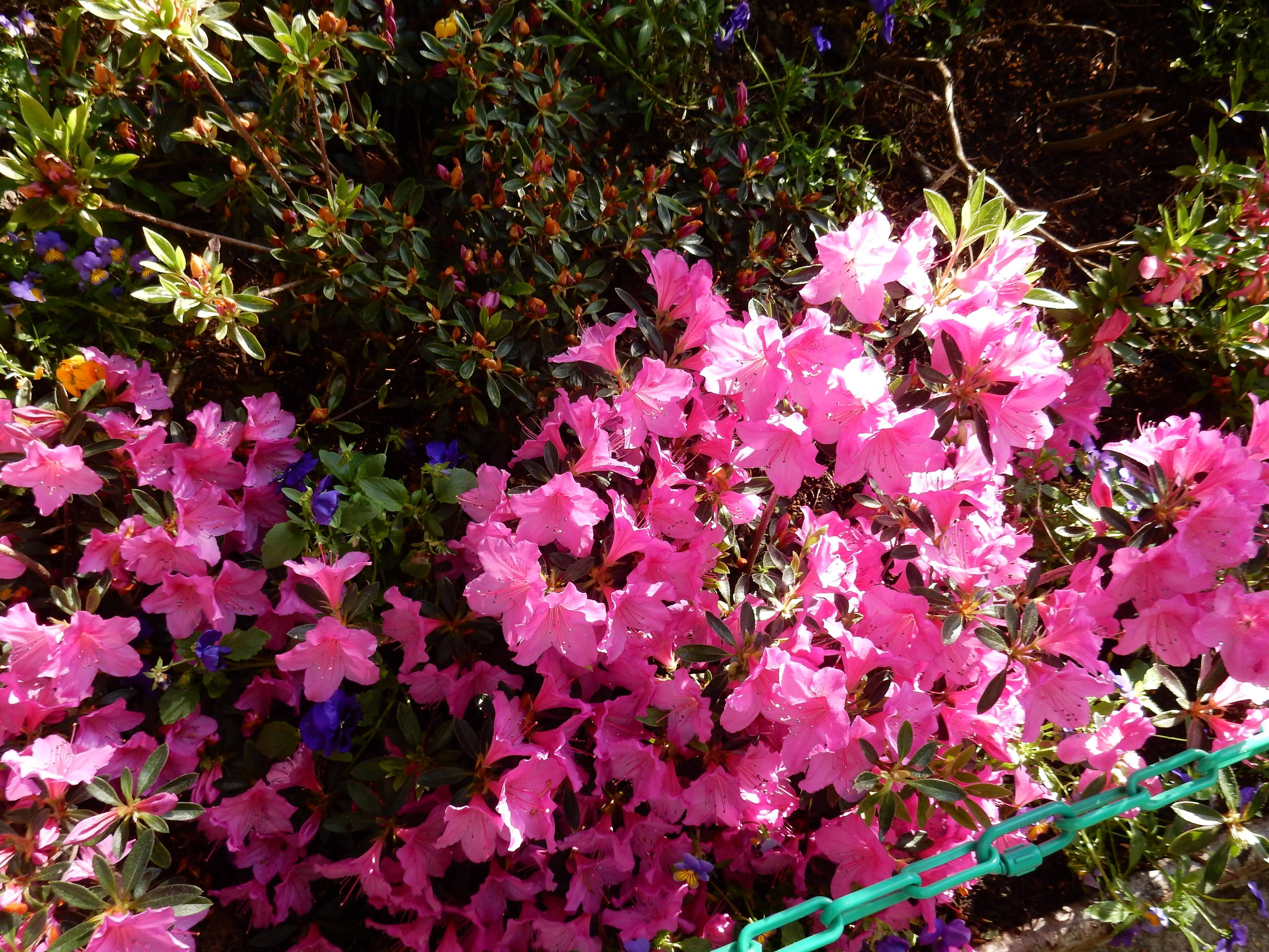 Claude Monet's Flowers, click to load a larger version