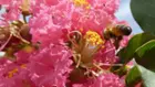 This is one of his closeup picture, click to load a larger version