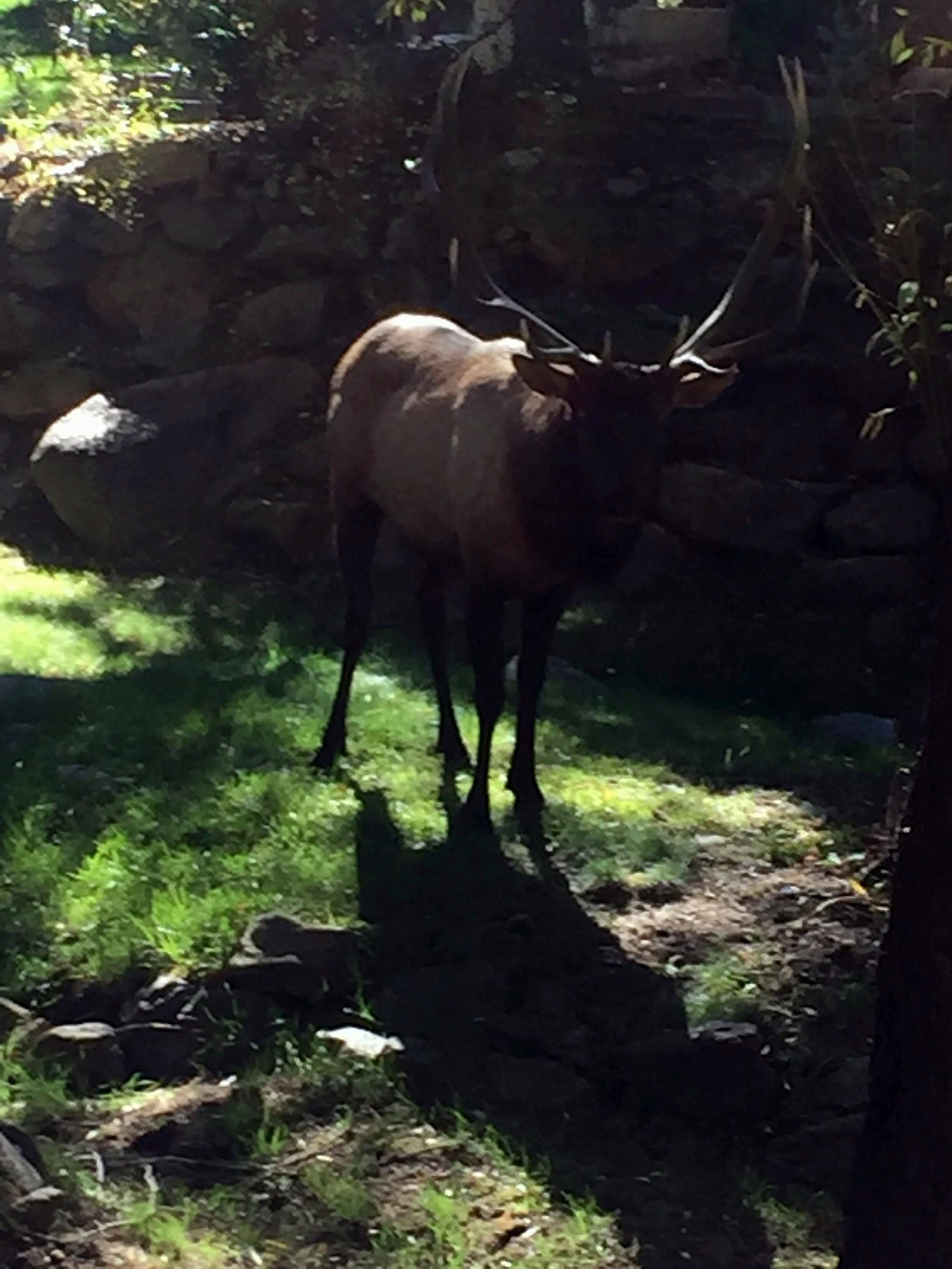 Original (taken with iPhone 7), click to load a larger version