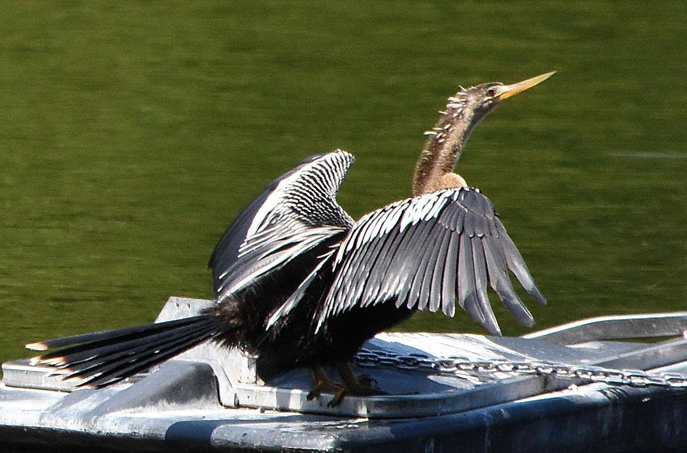 Anhinga (snake bird), click to load a larger version