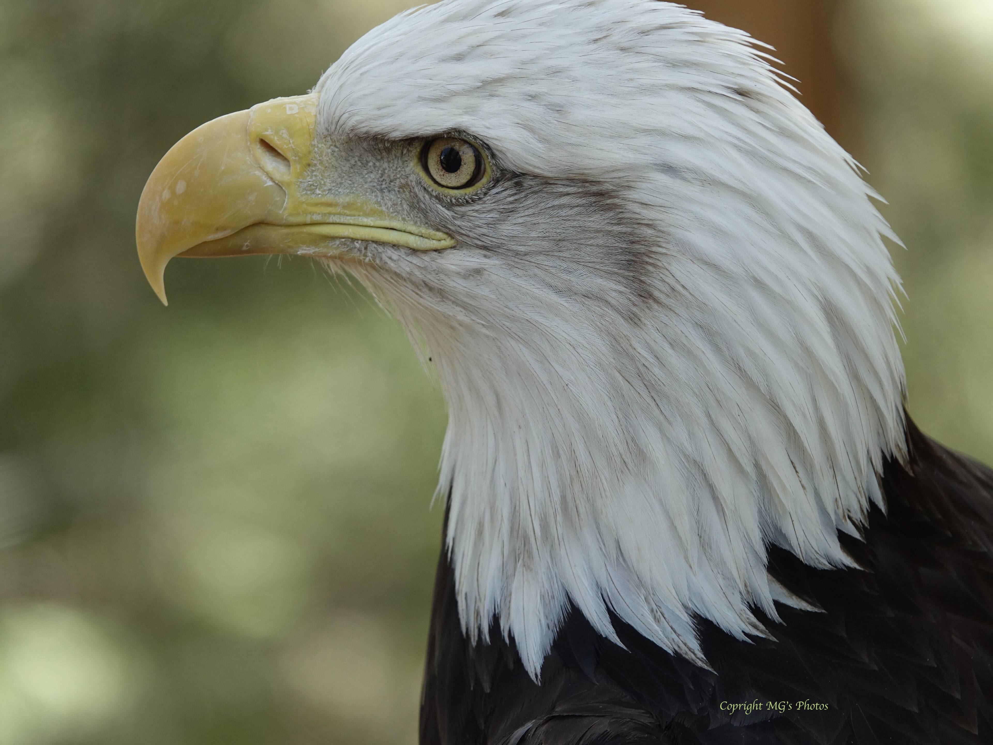 Watchful Eye, click to load a larger version