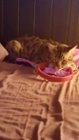 Even my cat likes them, click to load a larger version