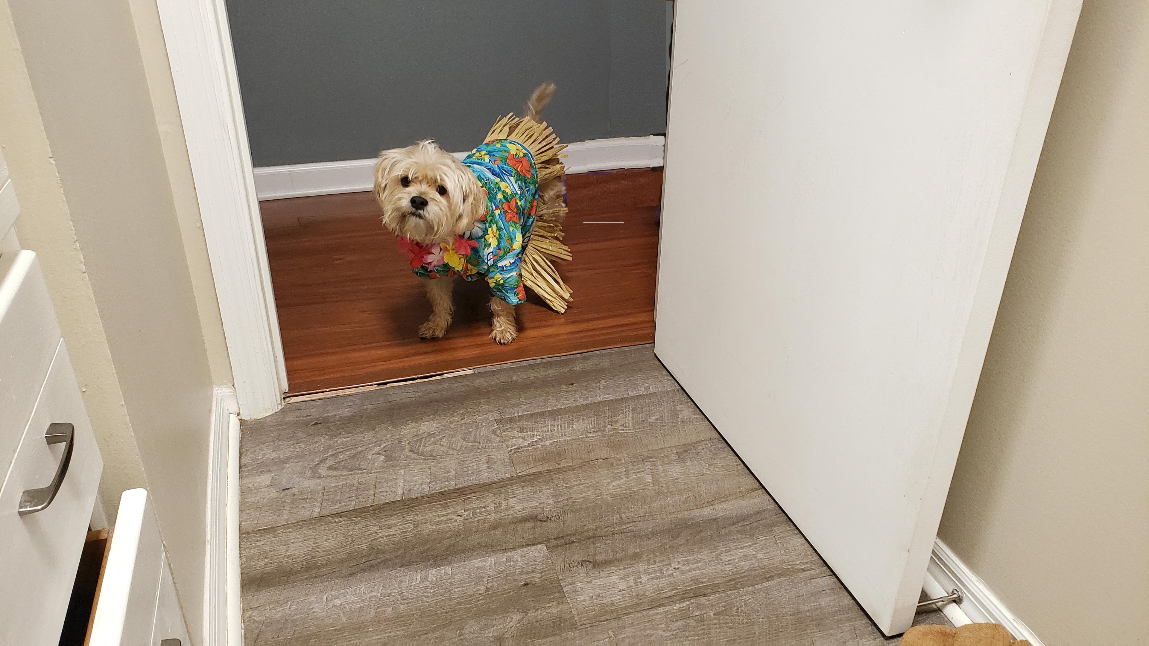 Photoshopped pic of Walter, click to load a larger version