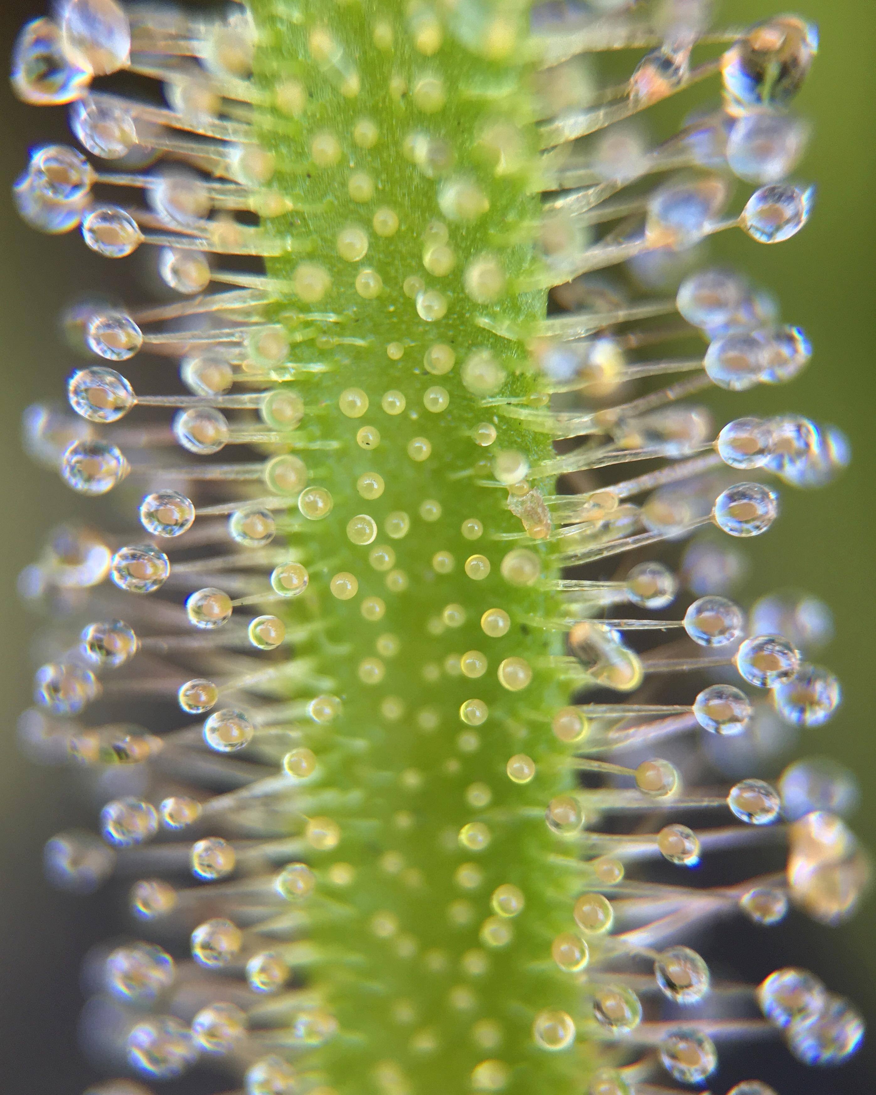 Drosera Capensis!, click to load a larger version