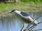 Heron caught at 180mm zoom, click to load a larger version