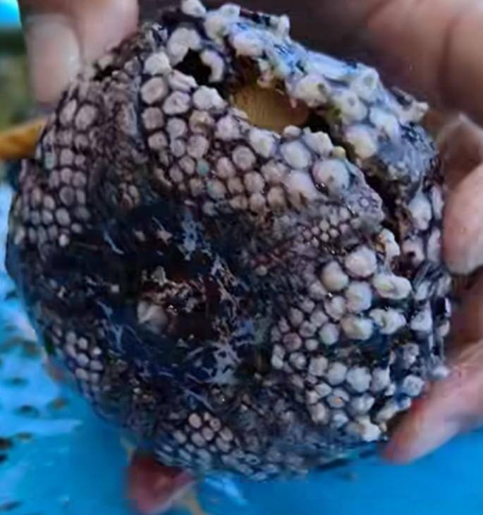 Customer provided image, click to load a larger version