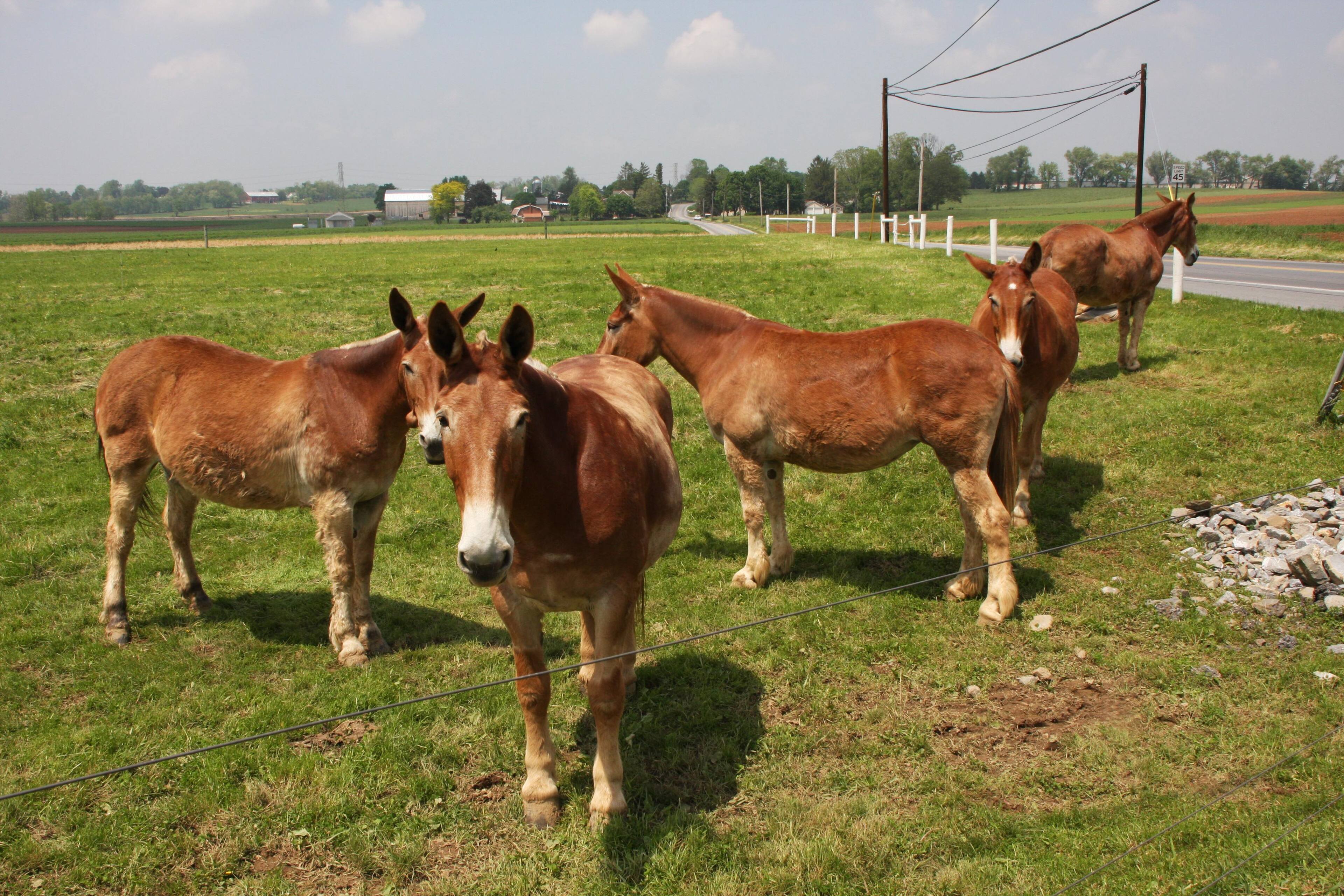 Lancastwer County, click to load a larger version