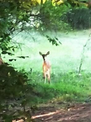 Off grid and happy, click to load a larger version