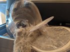 Hair caught on bin lid, click to load a larger version