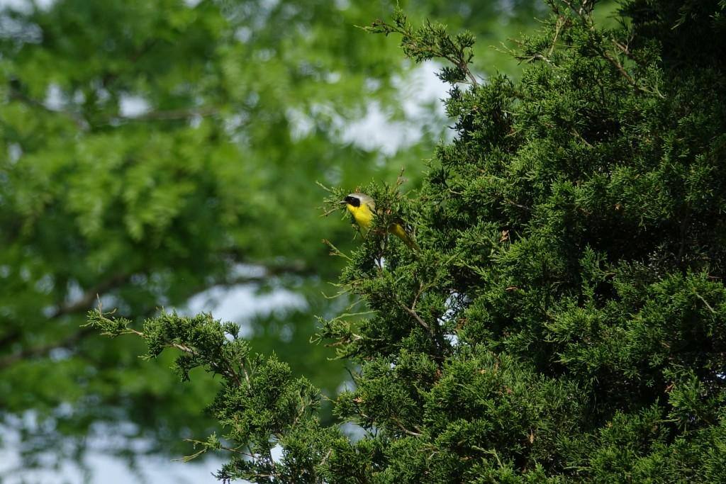 Clear Zoom 1200mm, click to load a larger version