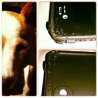 puppy vs. life proof case, click to load a larger version