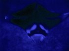 Manta ray, click to load a larger version
