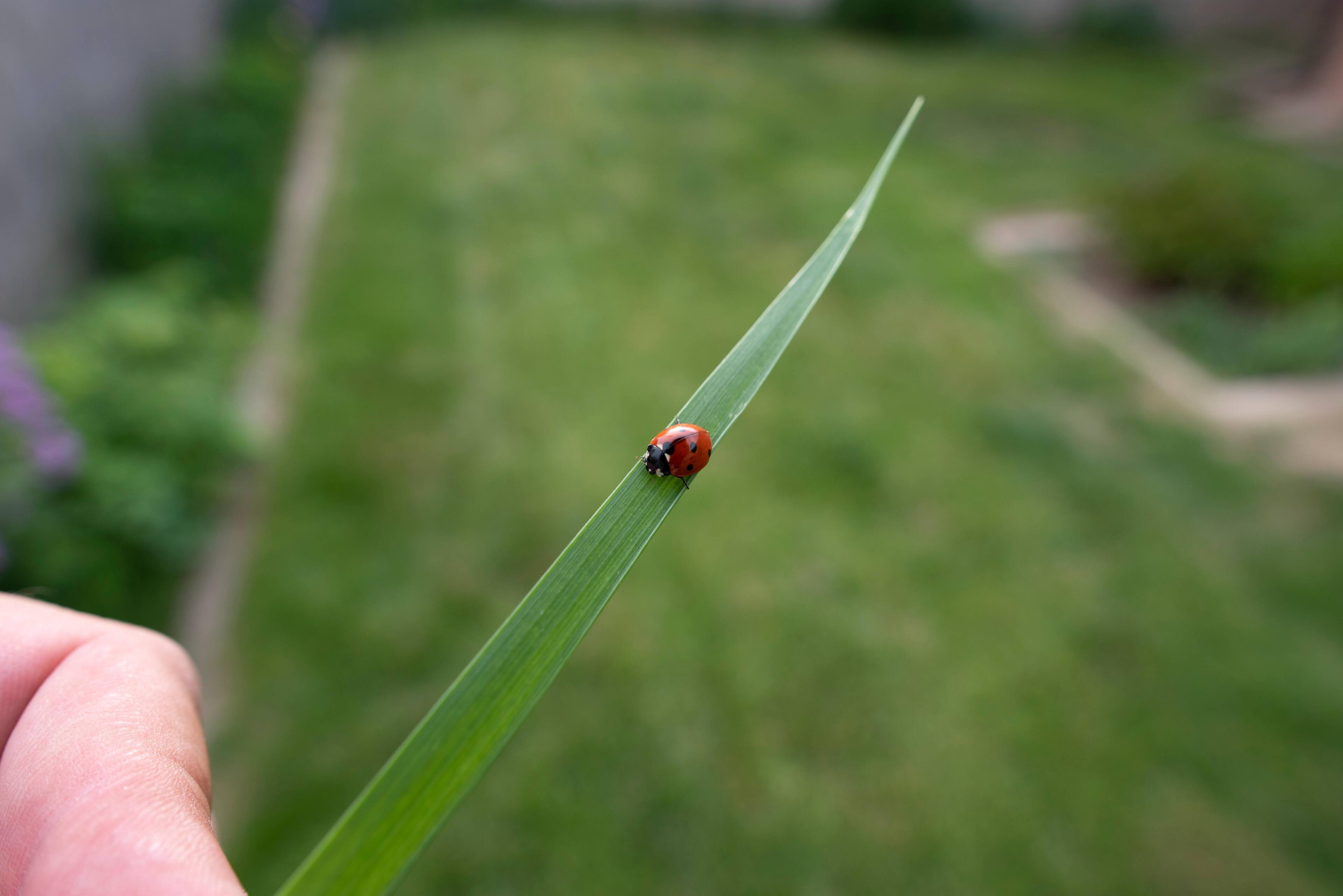 Lady Bug, click to load a larger version