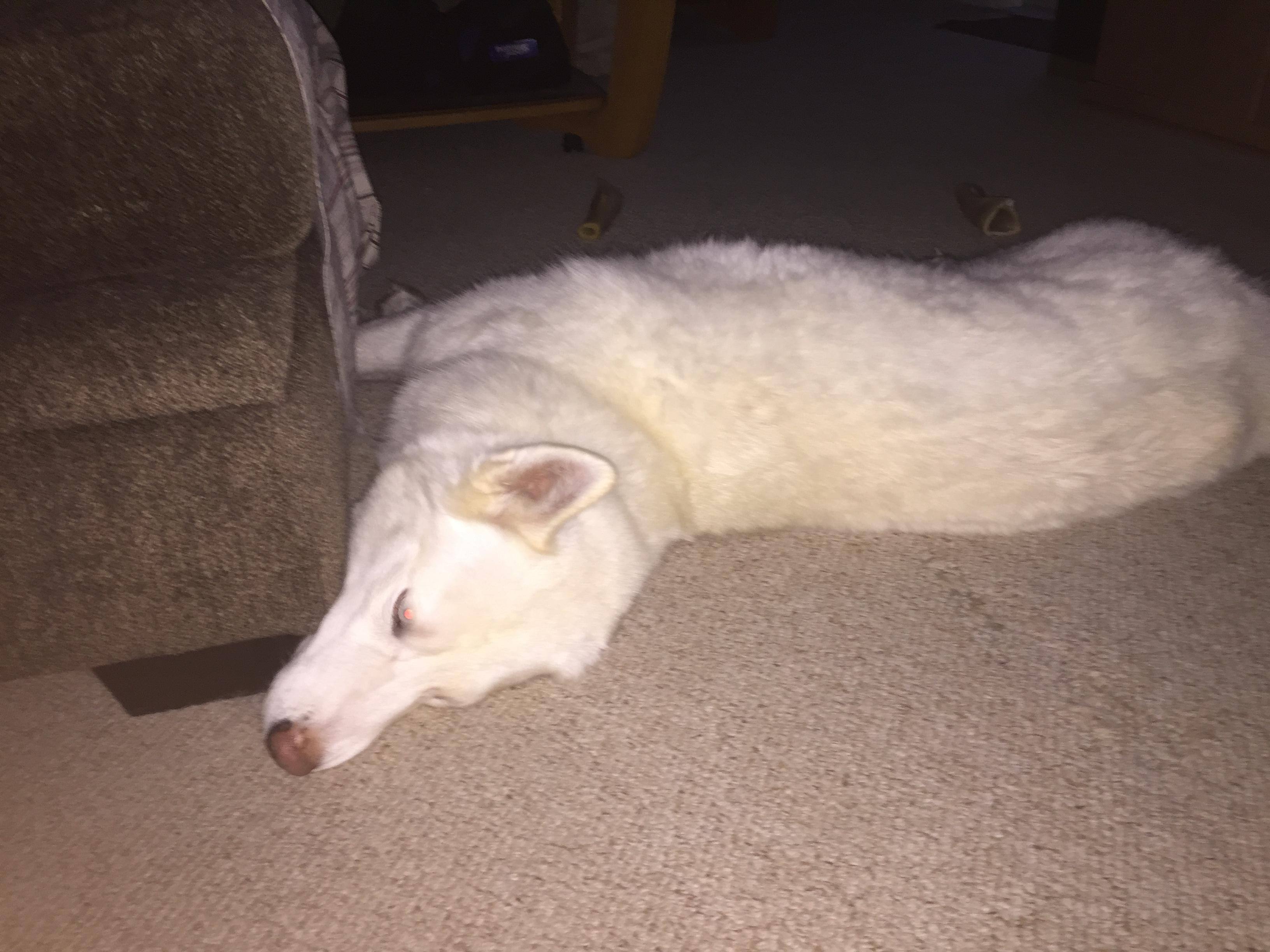 ate my remote, click to load a larger version