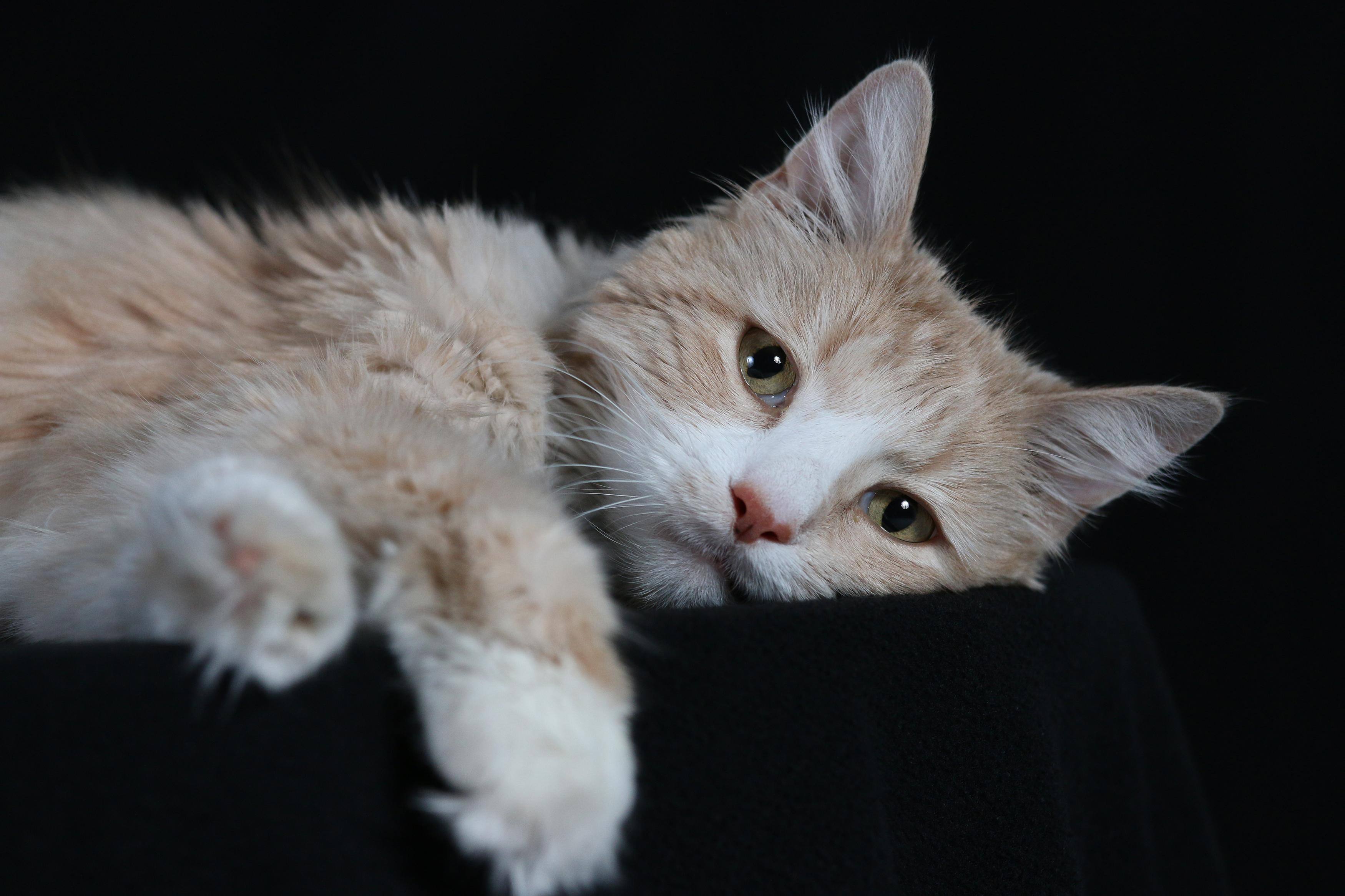 F4 Shutter 1/250 ISO 800, click to load a larger version