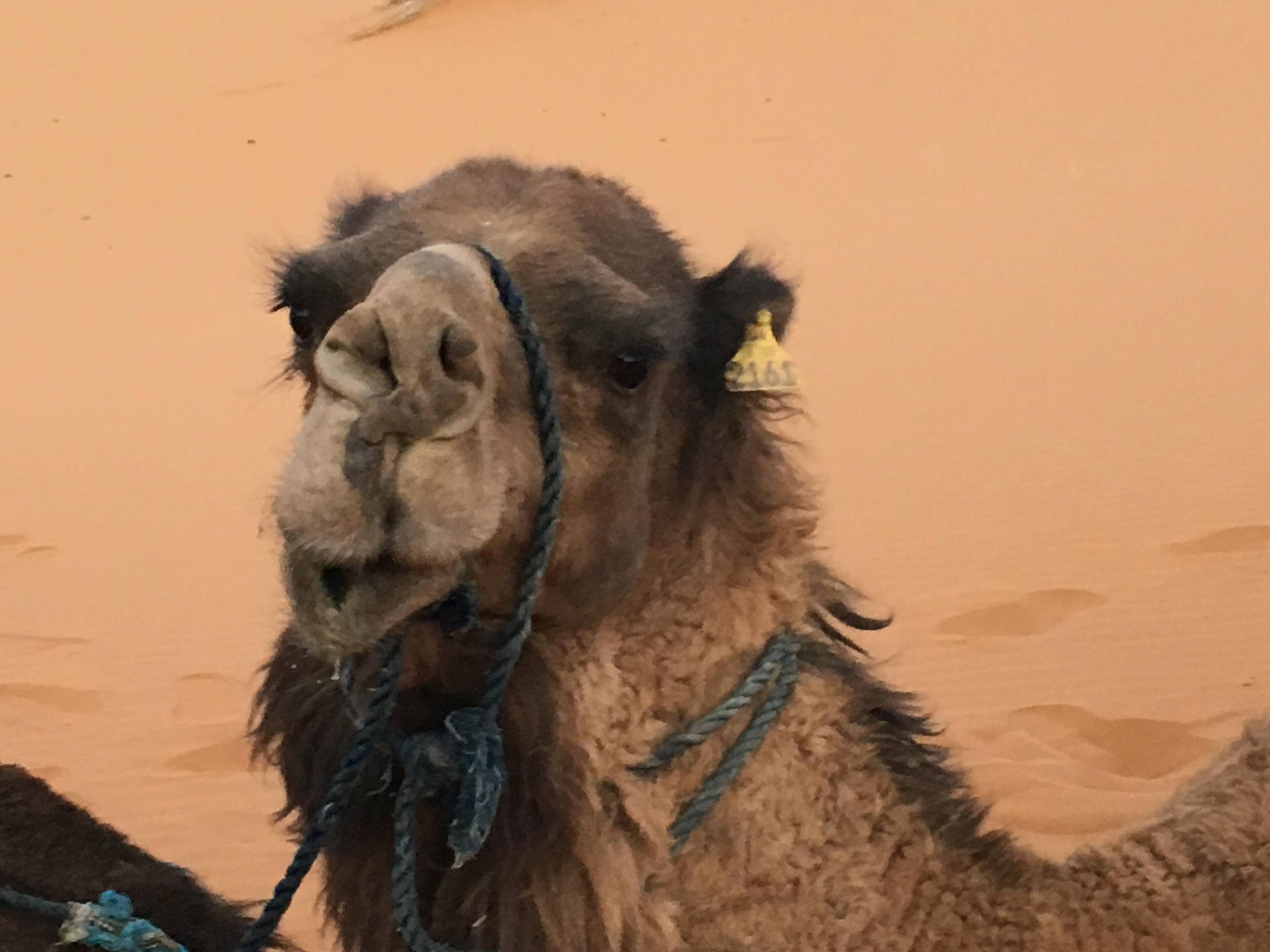 Ask me anything!, click to load a larger version