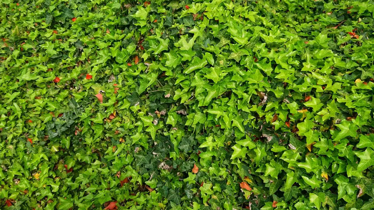 Original photo taken with the XZ2 camera, click to load a larger version