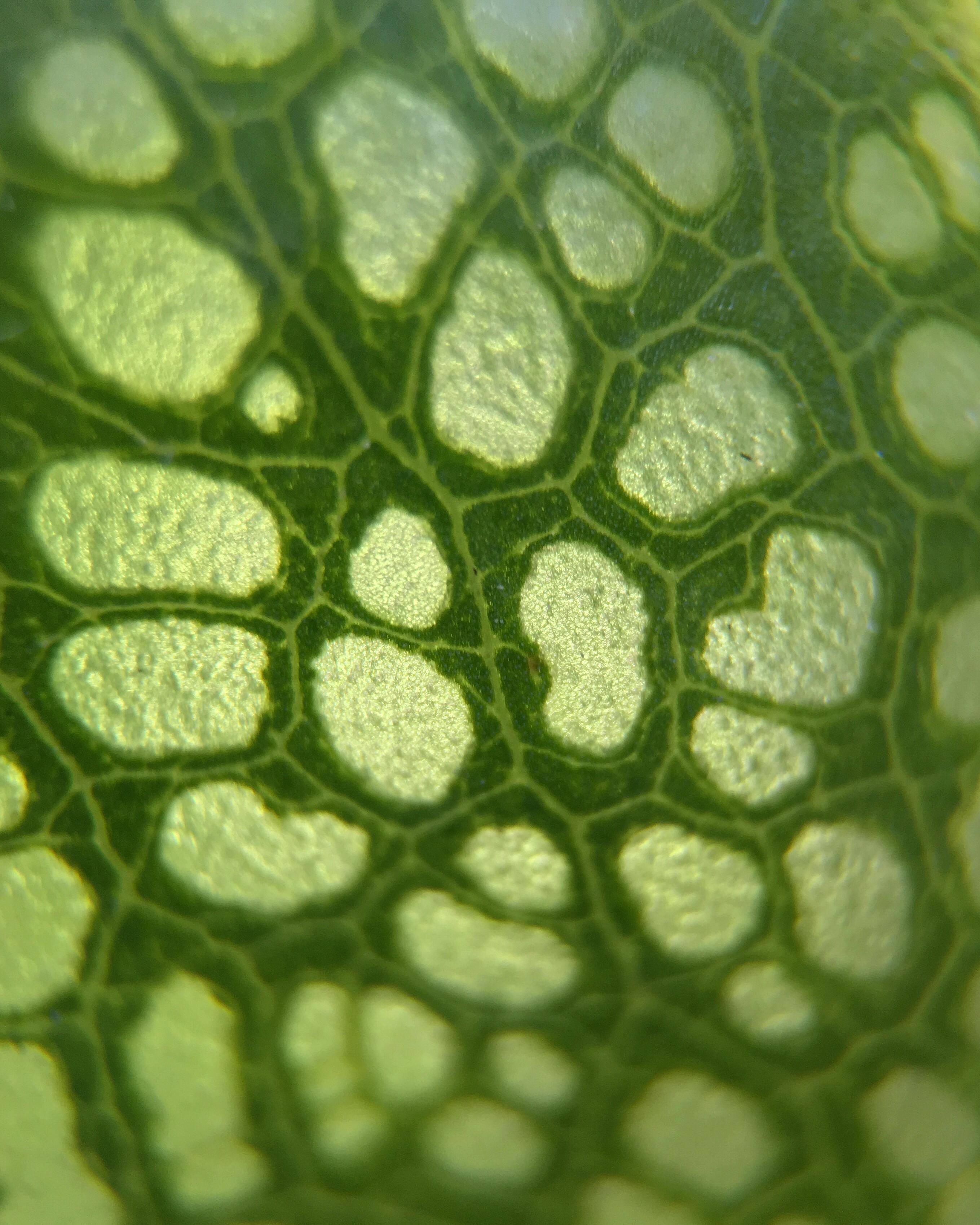 Darlingtonia Californica!, click to load a larger version