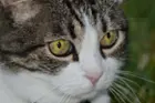 Cat - reduced size for upload, click to load a larger version