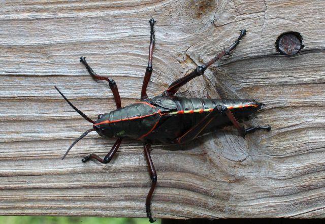 Lubber grasshopper 6/14/18, click to load a larger version