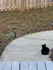 My cat seemed willing to monitor the feeder for squirrels, but I fear she had an ulterior motive, click to load a larger version