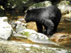 About 30 yards away from momma bear and 2 cubs., click to load a larger version