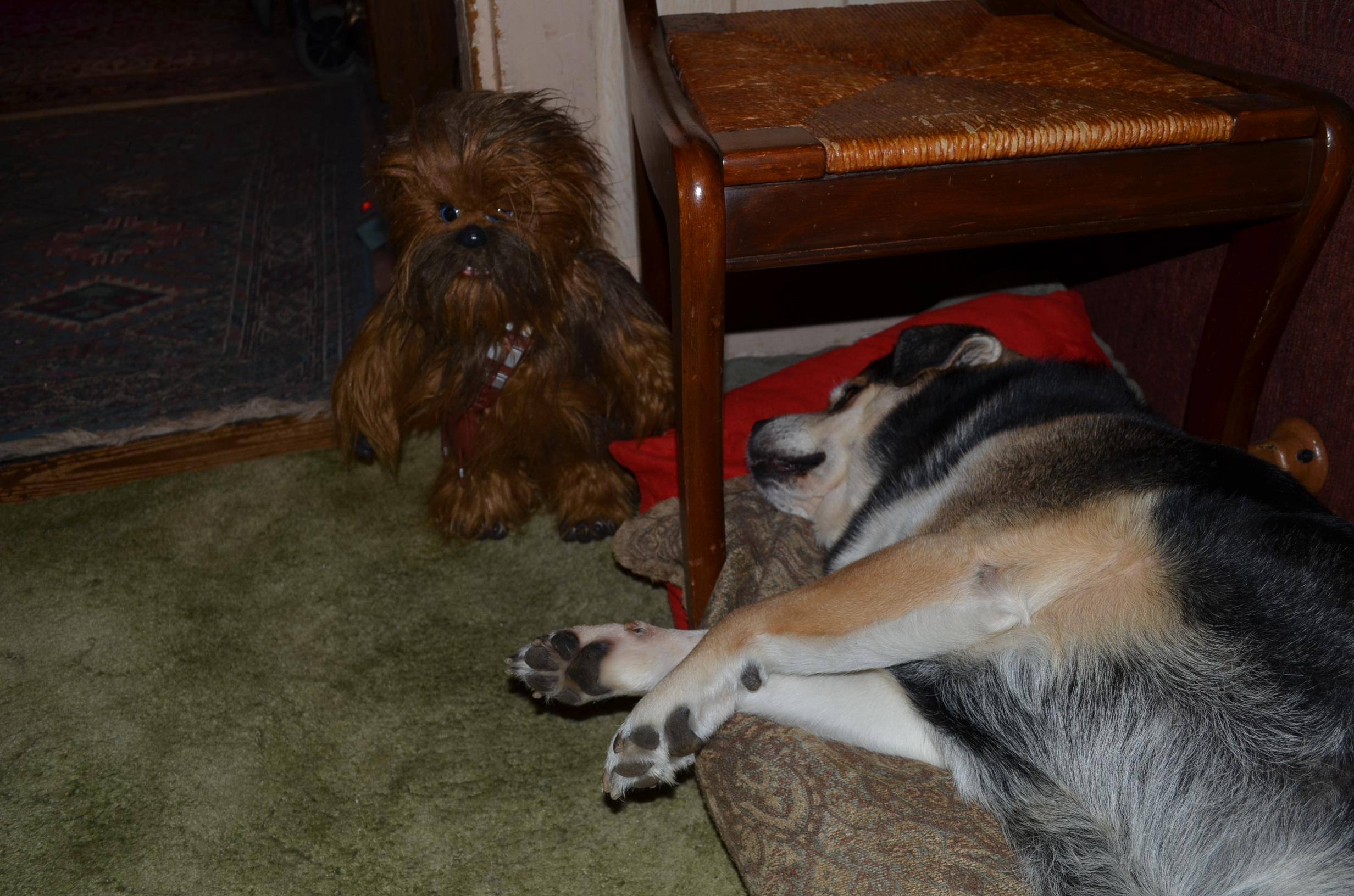 Chewy can keep an eye out for the cat while Apollo wrests., click to load a larger version