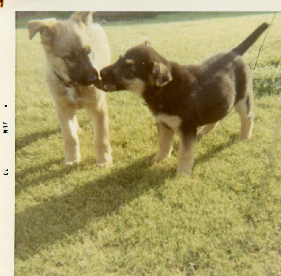 1970 pic of pups., click to load a larger version