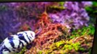 2nd bad display had both vertical and horizontal line, click to load a larger version
