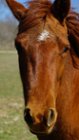 Always begging for carrots, click to load a larger version