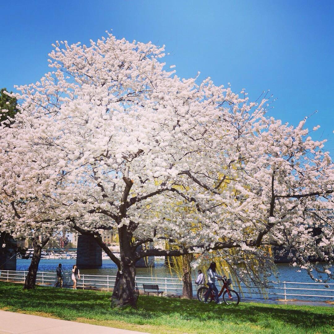 Cherry blossom festival, click to load a larger version