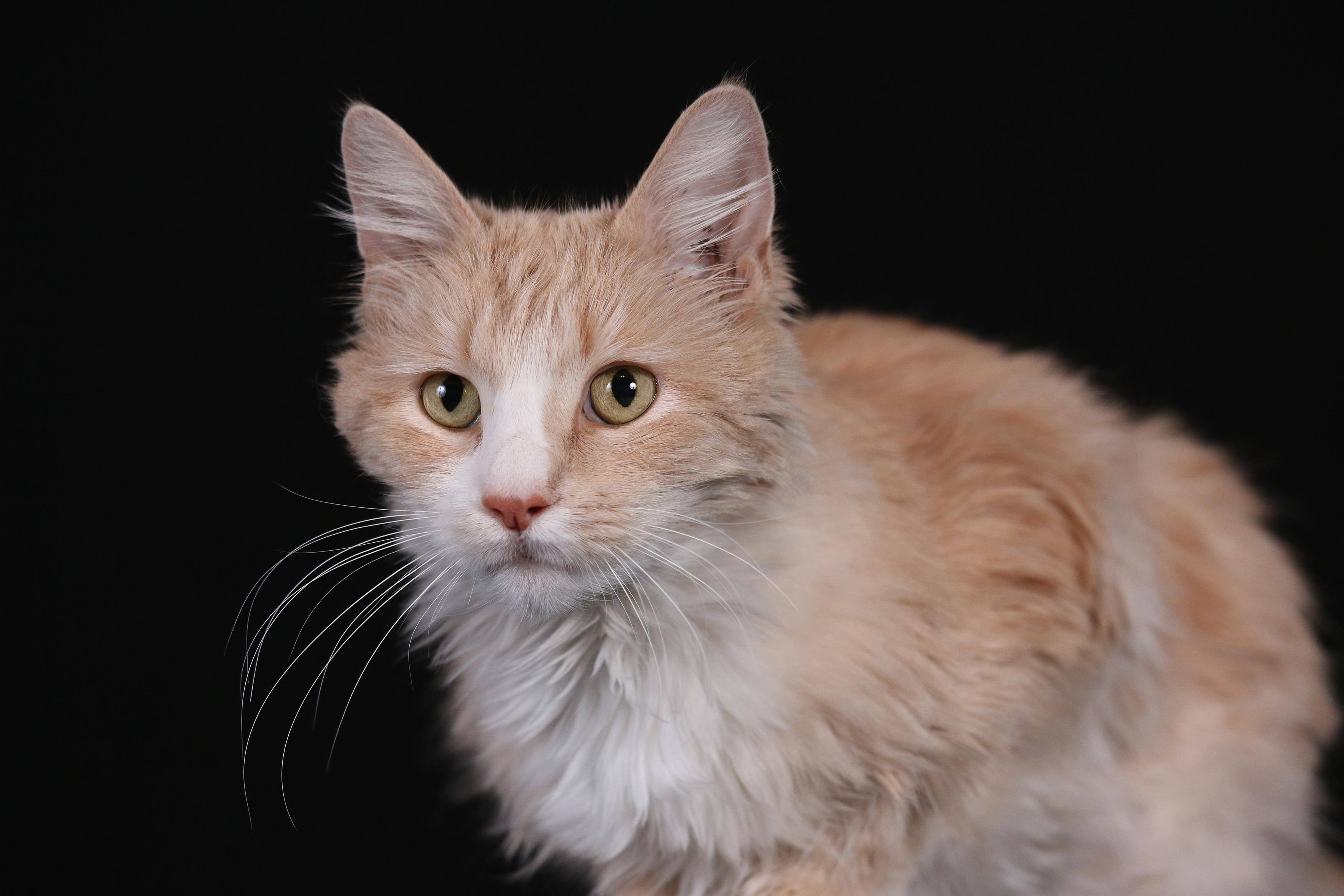 F4 Shutter 1/250 ISO 800, click to load a larger version