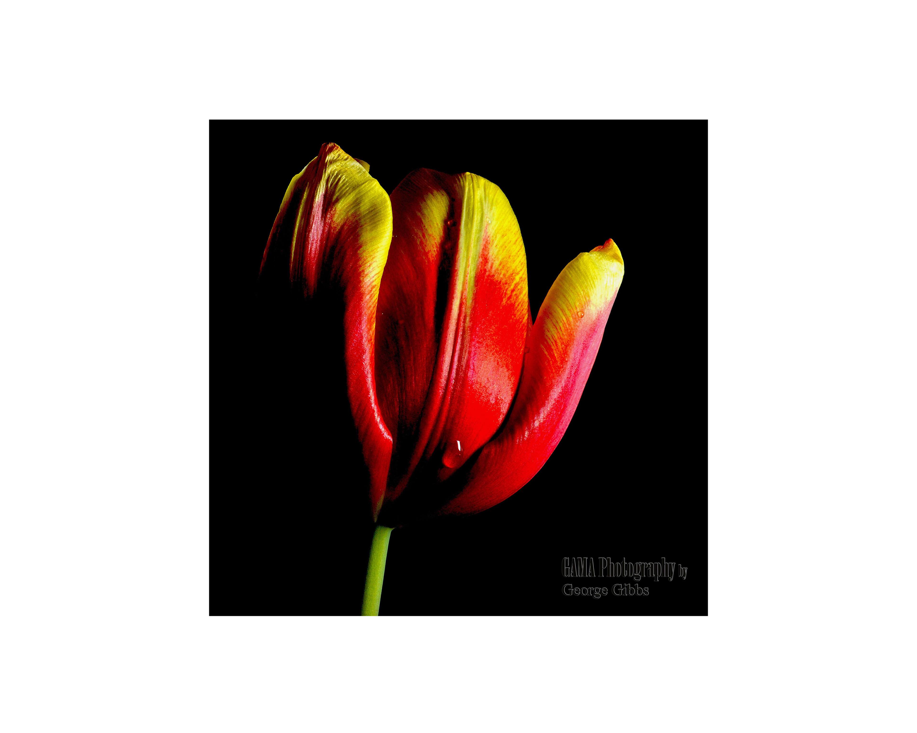 Flower, click to load a larger version