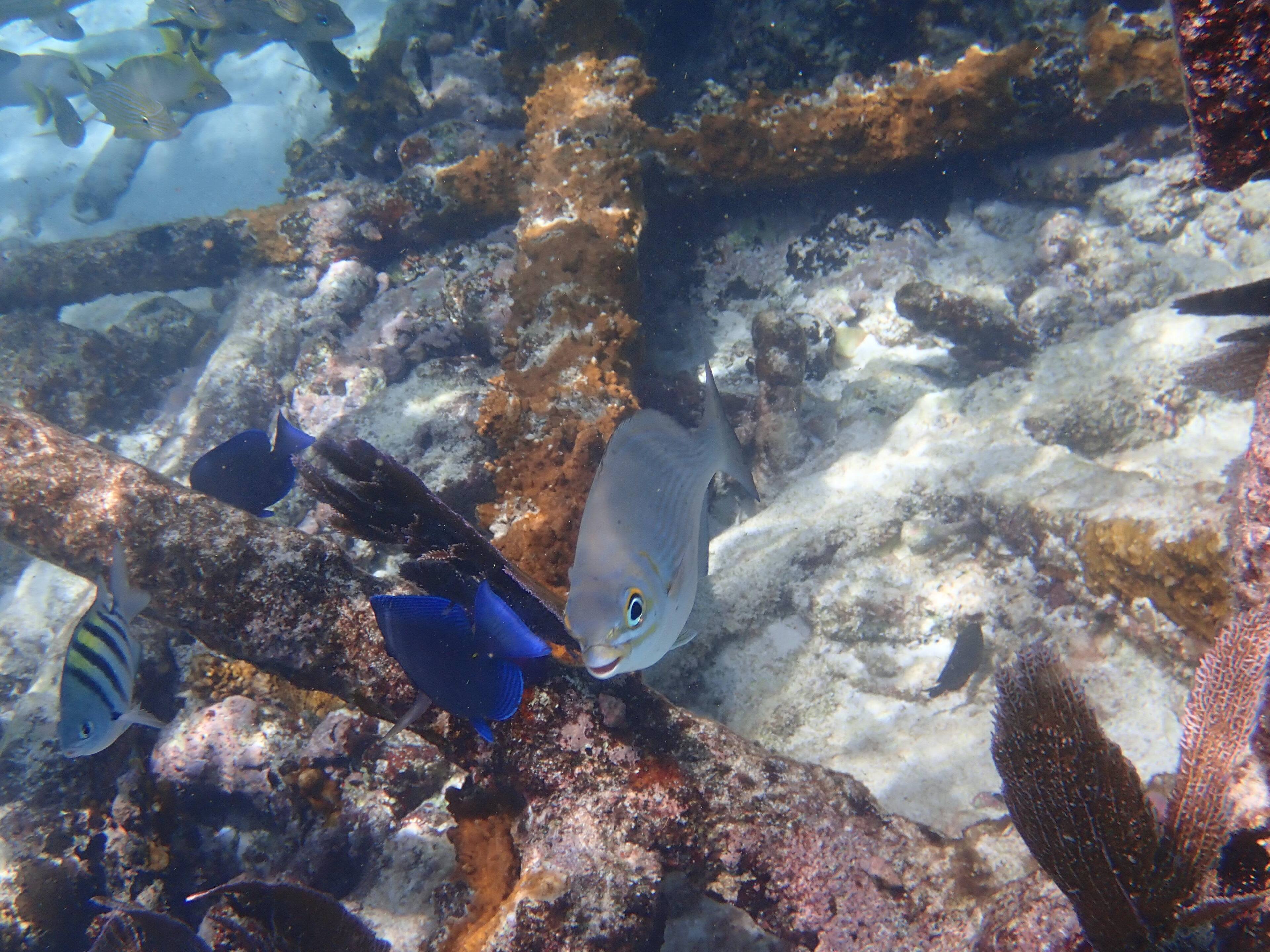 Underwater fun, click to load a larger version