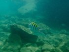 Randomly shot under water, click to load a larger version