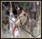 1000mm., click to load a larger version