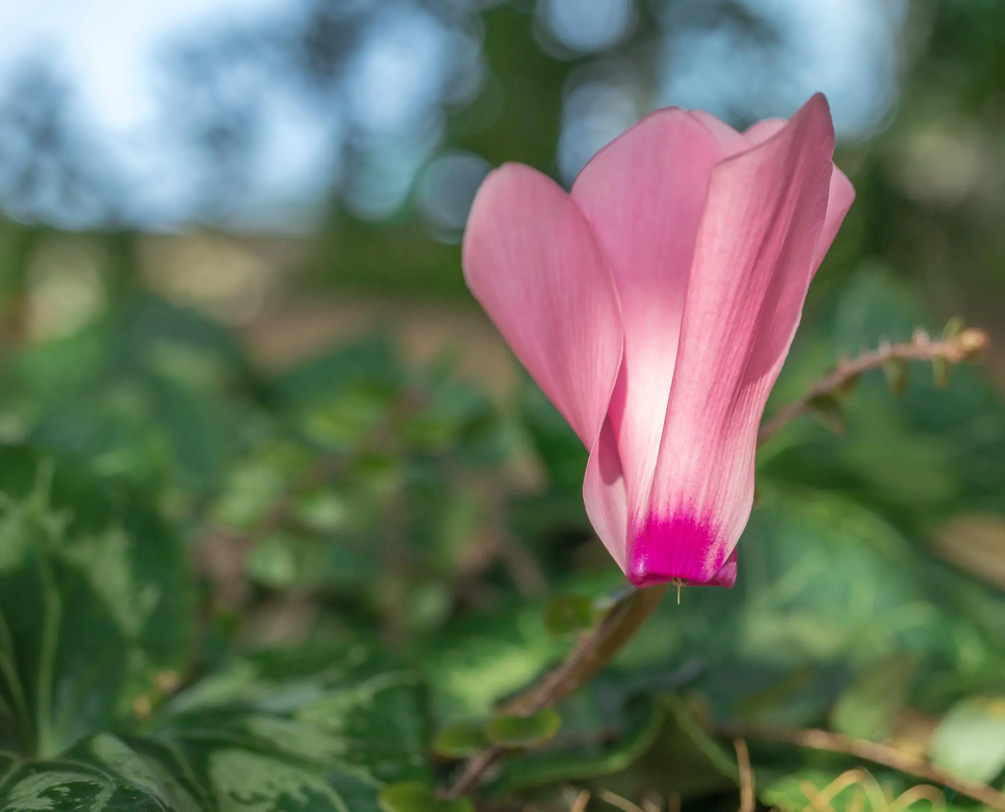 Canon 80D, 35mm Macro EF-S, F/2.8, ISO 100, 1/125, click to load a larger version