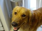 my cute dog, click to load a larger version