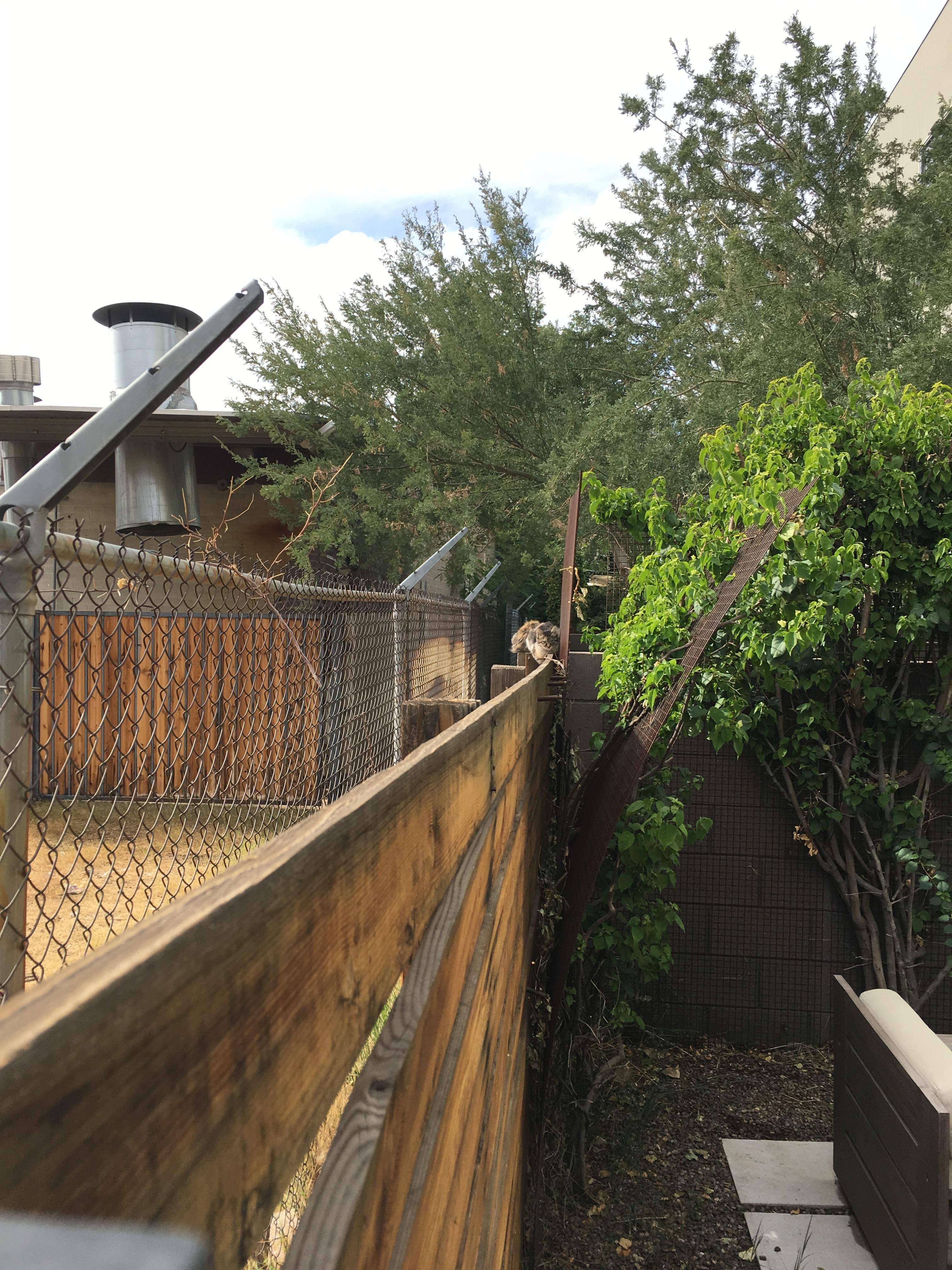 normal, click to load a larger version