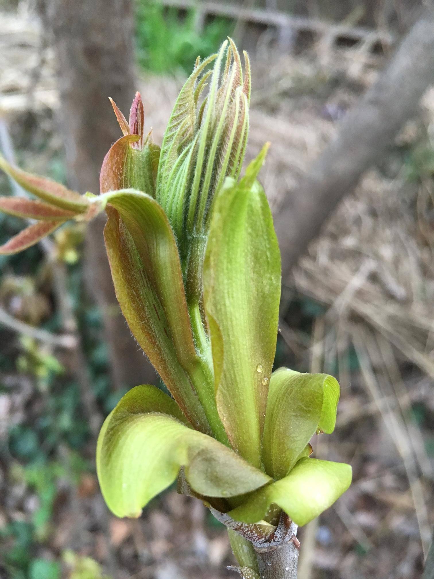 bottlebrush buckeye bud, click to load a larger version
