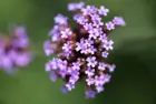 Little Purple Flowers, click to load a larger version
