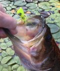 WV largemouth among the lilly pads., click to load a larger version