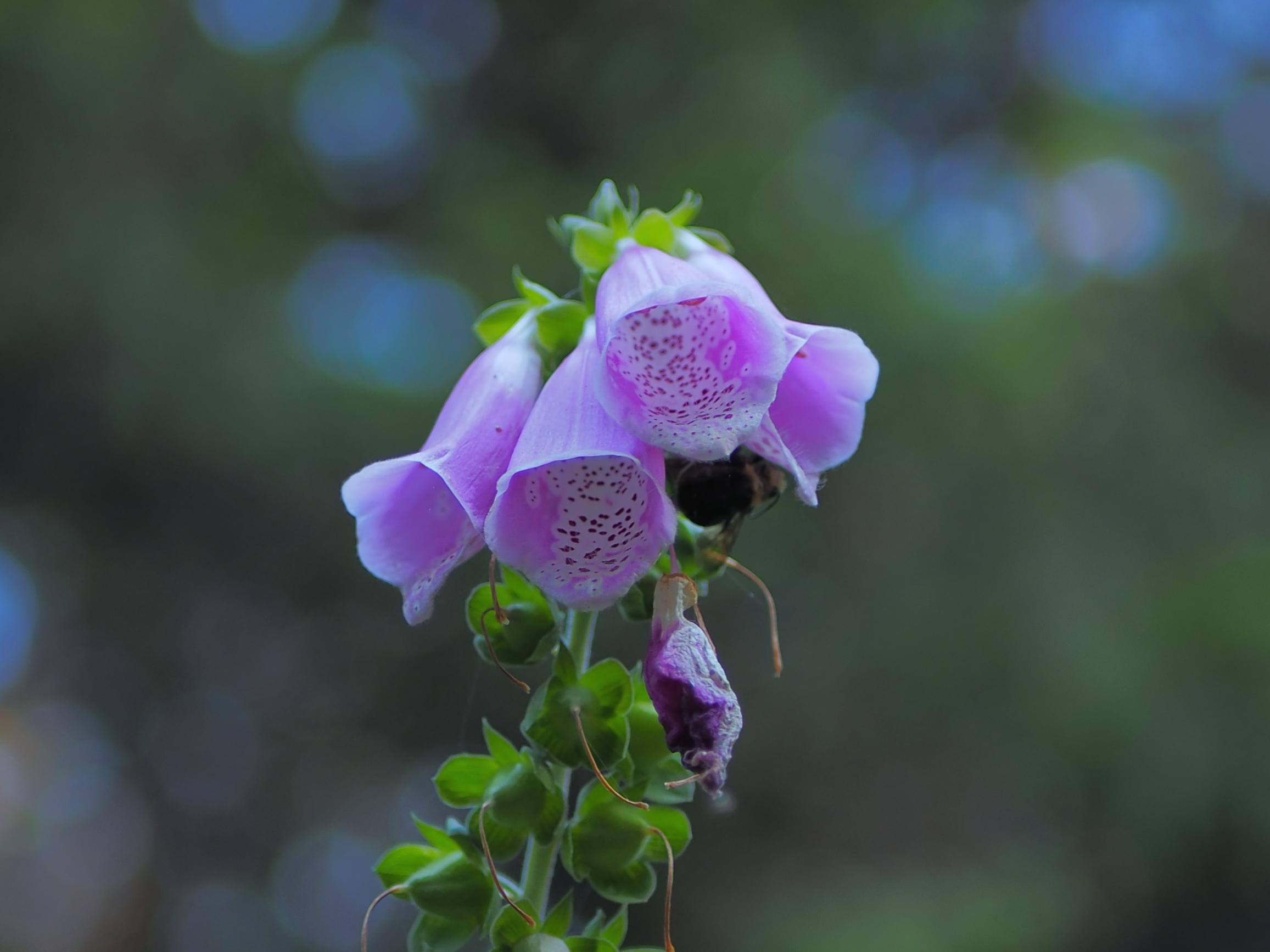 Narrow Depth of field, click to load a larger version