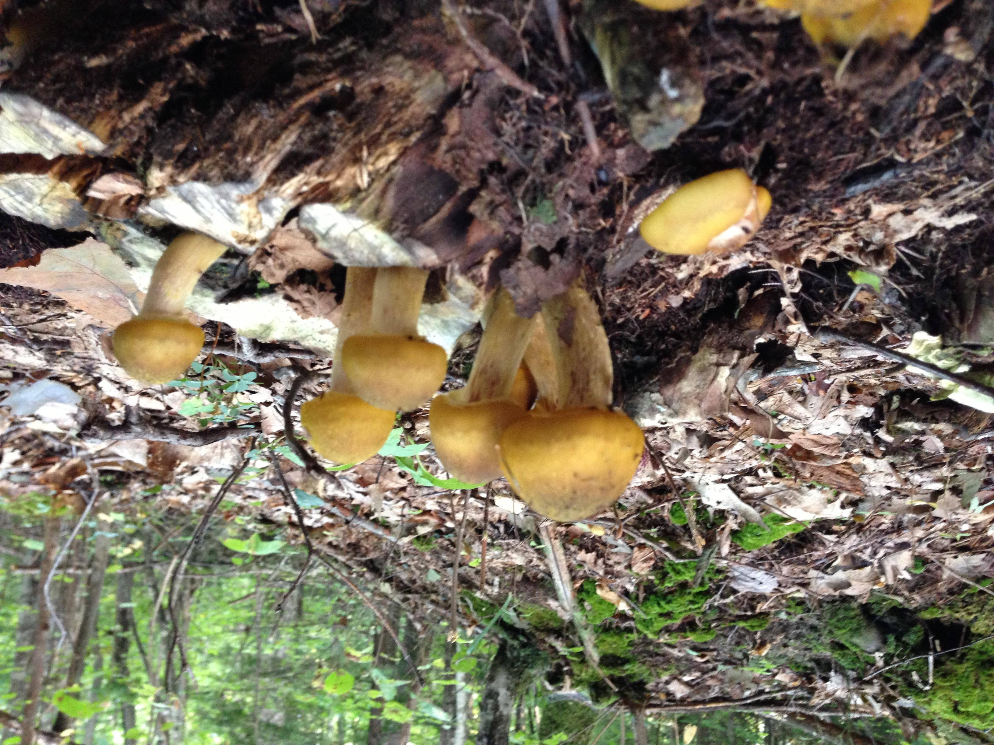 Shroom pic taken with phone, click to load a larger version