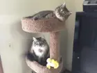 My two happy pets! Mila on top and Simon on the bottom!, click to load a larger version
