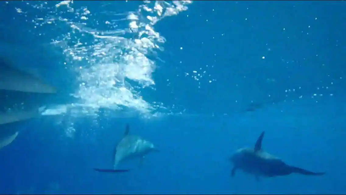 Video still underwater, click to load a larger version