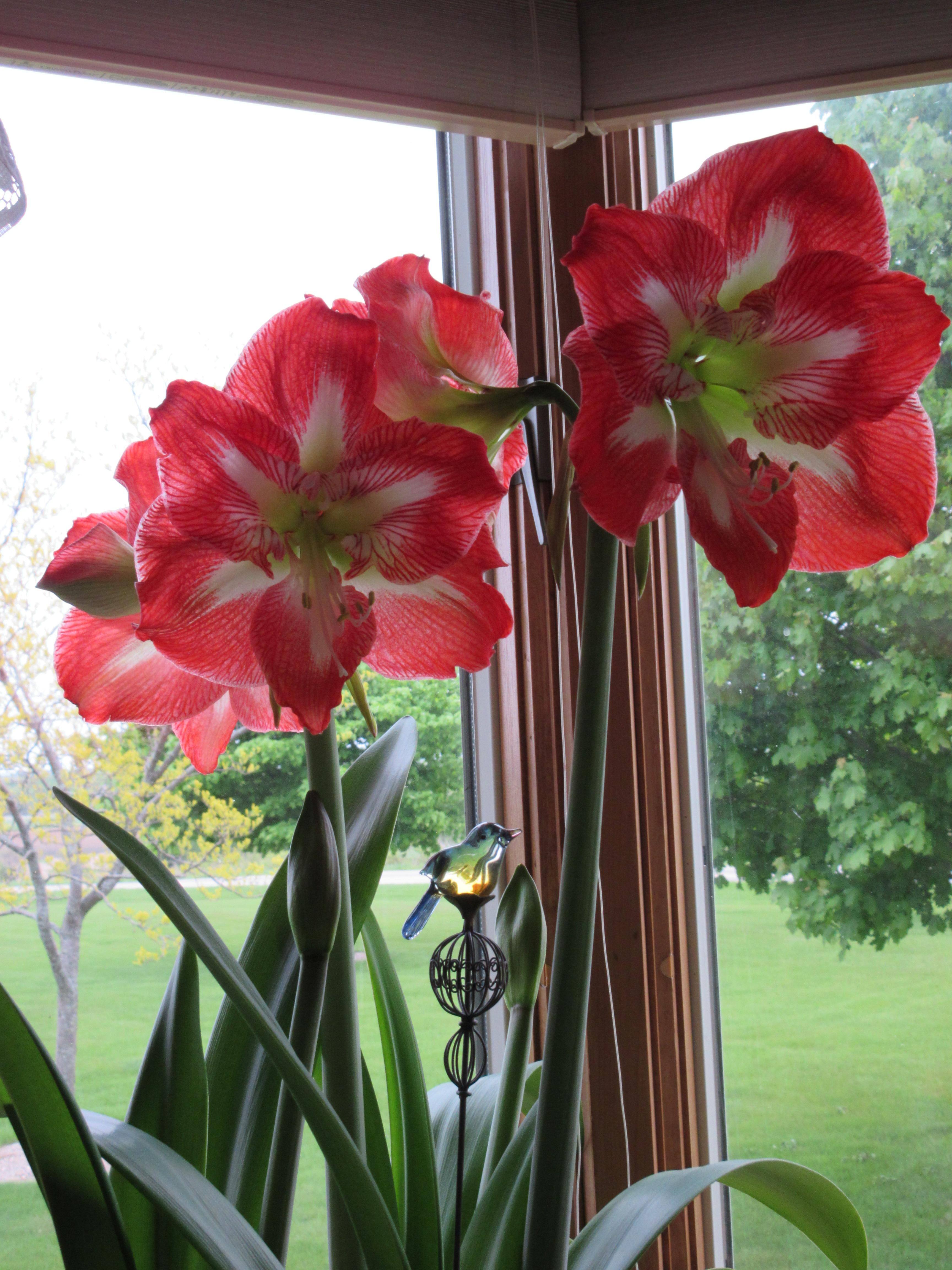 Amarylis, click to load a larger version