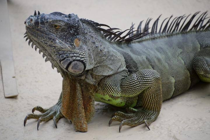 Photo taken with the lens, click to load a larger version