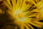 Flower in shade., click to load a larger version