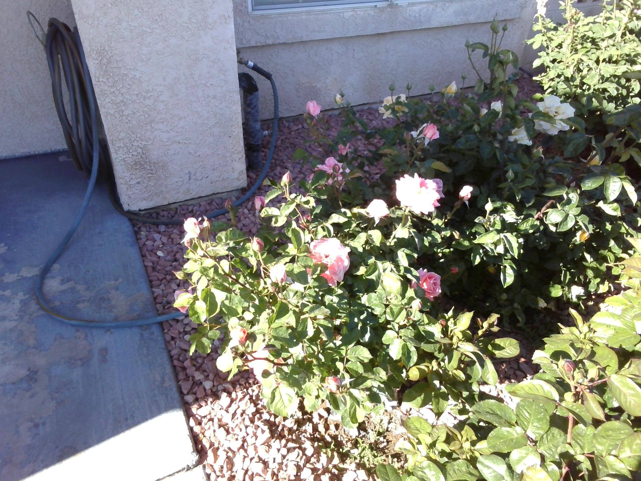 No way to stop the harsh sunlight with using reflectors or other props., click to load a larger version